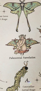 “The Complete Metamorphosis of The Faeus Magikus” | (Oak wood framed) Academic Mushrooms Poster COLLECTION