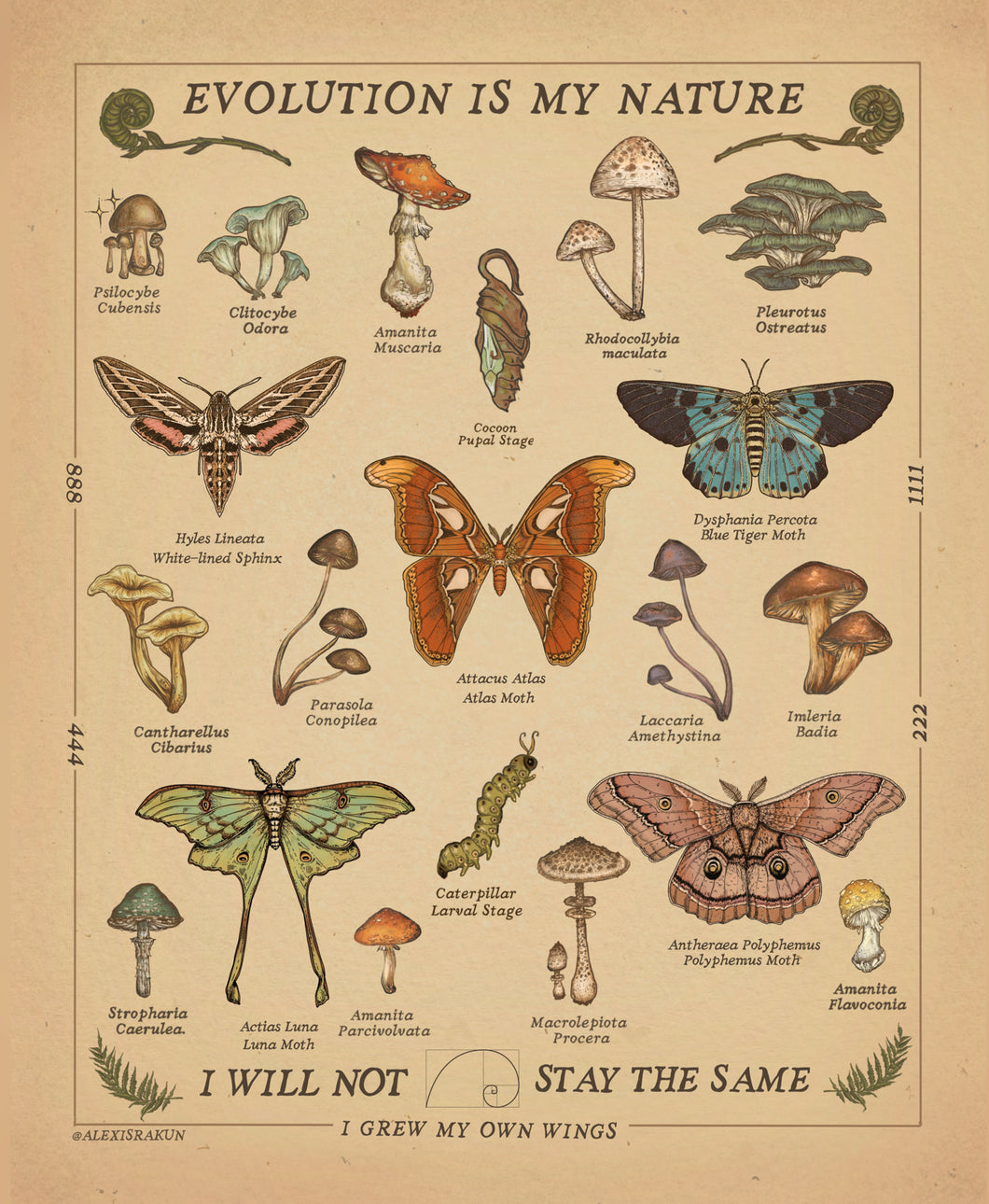 “Evolution Is My Nature” Moths & Mushrooms | (Oak wood framed) Academic Poster | COLLECTION