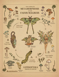 “The Complete Metamorphosis of The Faeus Magikus” | (Oak wood framed) Academic Mushrooms Poster COLLECTION