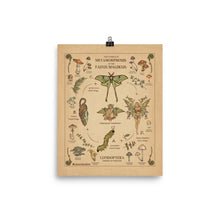 Load image into Gallery viewer, “The Complete Metamorphosis of The Faeus Magikus” |  Academic Mushrooms Poster COLLECTION